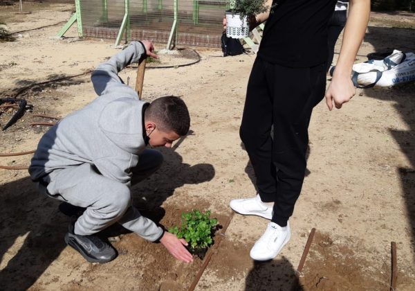 כך הולכים השותלים